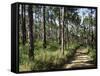 Path Through Pines, Mountain Pine Ridge, Belize, Central America-Upperhall-Framed Stretched Canvas