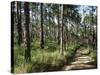 Path Through Pines, Mountain Pine Ridge, Belize, Central America-Upperhall-Stretched Canvas