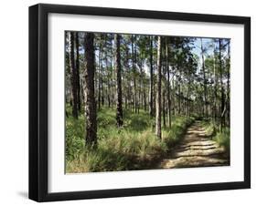 Path Through Pines, Mountain Pine Ridge, Belize, Central America-Upperhall-Framed Photographic Print