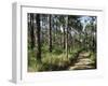 Path Through Pines, Mountain Pine Ridge, Belize, Central America-Upperhall-Framed Photographic Print