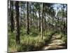 Path Through Pines, Mountain Pine Ridge, Belize, Central America-Upperhall-Mounted Photographic Print