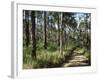 Path Through Pines, Mountain Pine Ridge, Belize, Central America-Upperhall-Framed Photographic Print