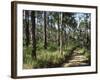 Path Through Pines, Mountain Pine Ridge, Belize, Central America-Upperhall-Framed Photographic Print