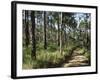 Path Through Pines, Mountain Pine Ridge, Belize, Central America-Upperhall-Framed Photographic Print