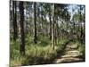 Path Through Pines, Mountain Pine Ridge, Belize, Central America-Upperhall-Mounted Photographic Print