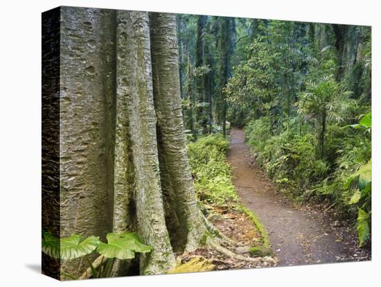 Path Through Rainforest, Dorrigo National Park, New South Wales, Australia-Jochen Schlenker-Stretched Canvas