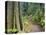 Path Through Rainforest, Dorrigo National Park, New South Wales, Australia-Jochen Schlenker-Stretched Canvas