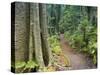 Path Through Rainforest, Dorrigo National Park, New South Wales, Australia-Jochen Schlenker-Stretched Canvas