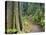 Path Through Rainforest, Dorrigo National Park, New South Wales, Australia-Jochen Schlenker-Stretched Canvas