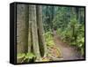 Path Through Rainforest, Dorrigo National Park, New South Wales, Australia-Jochen Schlenker-Framed Stretched Canvas