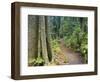 Path Through Rainforest, Dorrigo National Park, New South Wales, Australia-Jochen Schlenker-Framed Photographic Print