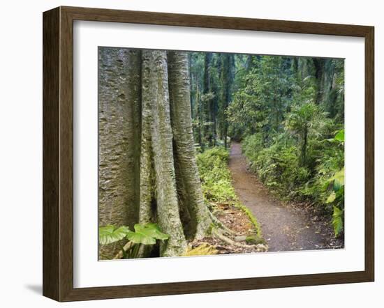 Path Through Rainforest, Dorrigo National Park, New South Wales, Australia-Jochen Schlenker-Framed Photographic Print