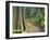 Path Through Rainforest, Dorrigo National Park, New South Wales, Australia-Jochen Schlenker-Framed Photographic Print