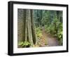 Path Through Rainforest, Dorrigo National Park, New South Wales, Australia-Jochen Schlenker-Framed Photographic Print