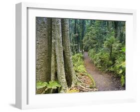 Path Through Rainforest, Dorrigo National Park, New South Wales, Australia-Jochen Schlenker-Framed Photographic Print