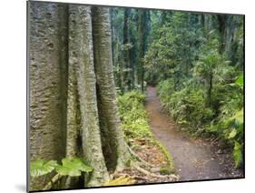 Path Through Rainforest, Dorrigo National Park, New South Wales, Australia-Jochen Schlenker-Mounted Photographic Print