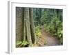 Path Through Rainforest, Dorrigo National Park, New South Wales, Australia-Jochen Schlenker-Framed Photographic Print