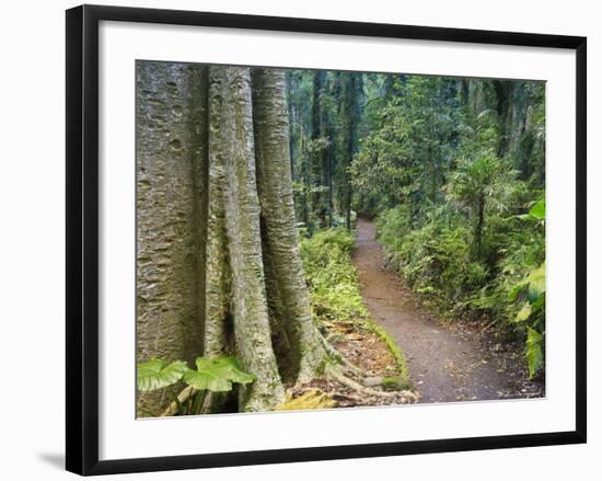 Path Through Rainforest, Dorrigo National Park, New South Wales, Australia-Jochen Schlenker-Framed Photographic Print