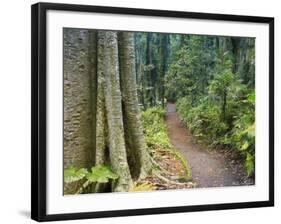 Path Through Rainforest, Dorrigo National Park, New South Wales, Australia-Jochen Schlenker-Framed Photographic Print