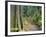 Path Through Rainforest, Dorrigo National Park, New South Wales, Australia-Jochen Schlenker-Framed Photographic Print