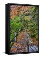 Path through Red Vine Maple in Full Autumn Glory-Terry Eggers-Framed Stretched Canvas