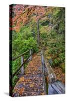 Path through Red Vine Maple in Full Autumn Glory-Terry Eggers-Stretched Canvas