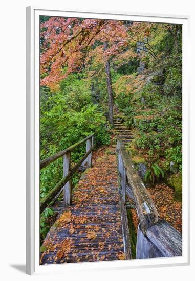 Path through Red Vine Maple in Full Autumn Glory-Terry Eggers-Framed Premium Photographic Print