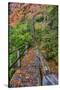 Path through Red Vine Maple in Full Autumn Glory-Terry Eggers-Stretched Canvas