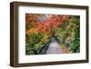 Path through Red Vine Maple in Full Autumn Glory-Terry Eggers-Framed Photographic Print