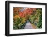 Path through Red Vine Maple in Full Autumn Glory-Terry Eggers-Framed Photographic Print