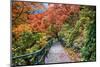 Path through Red Vine Maple in Full Autumn Glory-Terry Eggers-Mounted Photographic Print