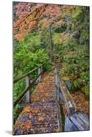 Path through Red Vine Maple in Full Autumn Glory-Terry Eggers-Mounted Photographic Print