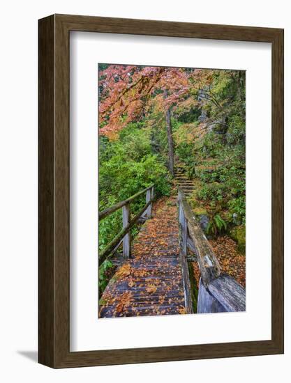 Path through Red Vine Maple in Full Autumn Glory-Terry Eggers-Framed Photographic Print