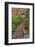 Path through Red Vine Maple in Full Autumn Glory-Terry Eggers-Framed Photographic Print