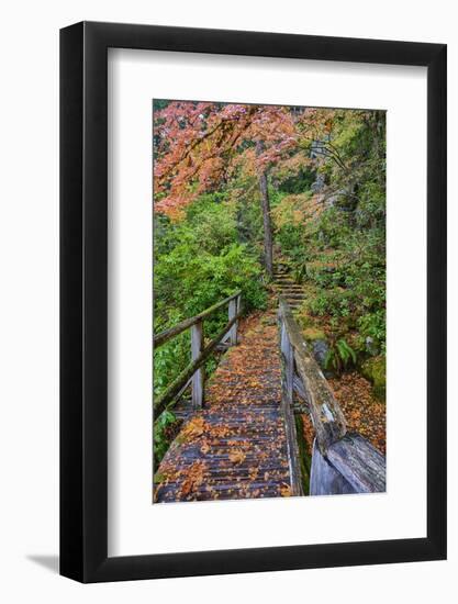 Path through Red Vine Maple in Full Autumn Glory-Terry Eggers-Framed Photographic Print