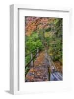 Path through Red Vine Maple in Full Autumn Glory-Terry Eggers-Framed Photographic Print