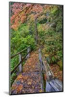 Path through Red Vine Maple in Full Autumn Glory-Terry Eggers-Mounted Photographic Print