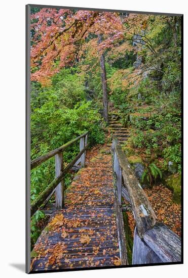 Path through Red Vine Maple in Full Autumn Glory-Terry Eggers-Mounted Photographic Print