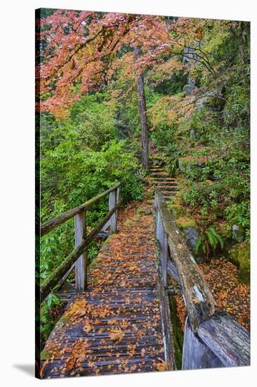 Path through Red Vine Maple in Full Autumn Glory-Terry Eggers-Stretched Canvas