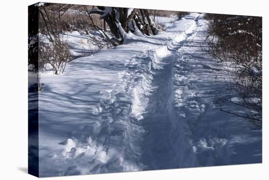 Path Through Snow Covered Forest-Anthony Paladino-Stretched Canvas