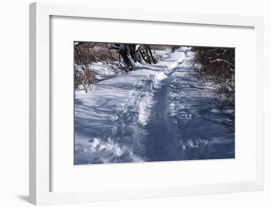 Path Through Snow Covered Forest-Anthony Paladino-Framed Giclee Print