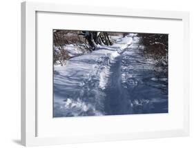 Path Through Snow Covered Forest-Anthony Paladino-Framed Giclee Print