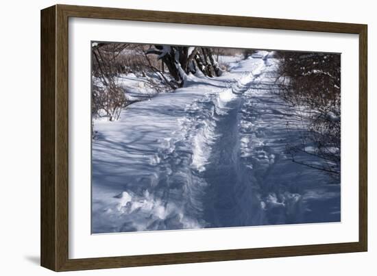 Path Through Snow Covered Forest-Anthony Paladino-Framed Giclee Print