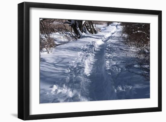 Path Through Snow Covered Forest-Anthony Paladino-Framed Giclee Print