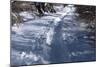 Path Through Snow Covered Forest-Anthony Paladino-Mounted Giclee Print