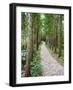 Path Through the Forest at My Son, UNESCO World Heritage Site, Vietnam, Indochina, Southeast Asia-Matthew Williams-Ellis-Framed Photographic Print