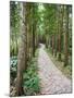 Path Through the Forest at My Son, UNESCO World Heritage Site, Vietnam, Indochina, Southeast Asia-Matthew Williams-Ellis-Mounted Photographic Print