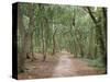 Path Through the Forest in Summer, Avon, England, United Kingdom-Michael Busselle-Stretched Canvas