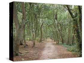 Path Through the Forest in Summer, Avon, England, United Kingdom-Michael Busselle-Stretched Canvas