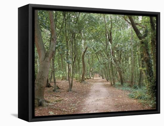 Path Through the Forest in Summer, Avon, England, United Kingdom-Michael Busselle-Framed Stretched Canvas